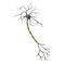 3d render of neuron