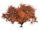 3d render :  Orange maple tree plant in autumn, plenty of leaves isolated , include clipping path, PNG transparent