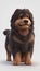 3d render portrait illustration of a Tibetan mastiff dog with thick dark brown and high detail on a white background