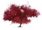 3d render : Red maple tree plant in autumn, plenty of leaves isolated , include clipping path, PNG transparent