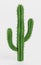 3D Render of Saguaro Cactus