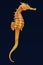 3D Render of Seahorse