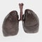 3D Render of Smoker Lungs