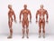 3D Render : a standing male body illustration with muscle tissues display, isolated