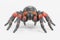 3D Render of Tarantula