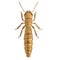 3d render of termite king