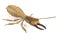 3d render of termite soldier