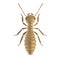 3d render of termite worker
