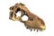 3D render of Tyrannosaurus Rex Skull isolated on white.