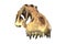 3D render of Tyrannosaurus Rex Skull isolated on white.