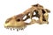 3D render of Tyrannosaurus Rex Skull isolated on white.