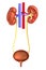 3d render of urinary system