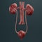 3D Render of Urinary Tract