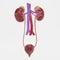 3D Render of Urinary Tract