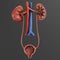 3D Render of Urinary Tract