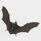 3D Render of Vampire Bat