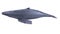 3d render of whale