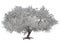 3d render : White Cherry blossom tree plant without leaves, plenty of flowers PNG transparent for graphic resources