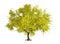 3d render : Yellow maple tree plant in autumn, plenty of leaves isolated , include clipping path, PNG transparent