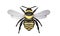 3D Rendered Apis Mellifera Honey Bee