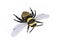 3D Rendered Apis Mellifera Honey Bee