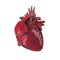 3d rendered human heart.