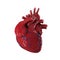 3d rendered human heart.