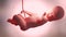 3d rendered medically accurate Human fetus inside the womb, Baby,