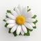 3d Rendered White Daisy Flower On White Background