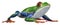 3D Rendering Amazon Tree Frog on White