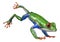 3D Rendering Amazon Tree Frog on White