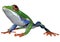 3D Rendering Amazon Tree Frog on White