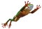 3D Rendering Amazon Tree Frog on White