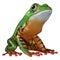 3D Rendering Amazon Tree Frog on White