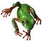 3D Rendering Amazon Tree Frog on White
