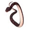 3D Rendering Anaconda Snake on White