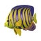 3D Rendering Angelfish on White