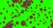 3D rendering animation, coronavirus cells covid-19 influenza flowing on chroma key green screen background as dangerous flu strain