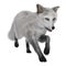 3D Rendering Arctic Fox on White