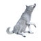 3D Rendering Arctic Wolf on White