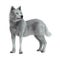 3D Rendering Arctic Wolf on White