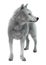 3D Rendering Arctic Wolf on White