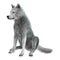 3D Rendering Arctic Wolf on White