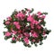 3D Rendering Azalea Flowers on White