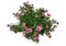 3D Rendering Azalea Rhododendron Flowers on White