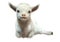 3D Rendering Baby Goat on White
