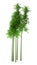 3D Rendering Bamboo Trees on White