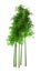 3D Rendering Bamboo Trees on White