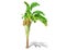 3D rendering - Banana tree  isolated over a white background