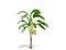 3D rendering - Banana tree  isolated over a white background